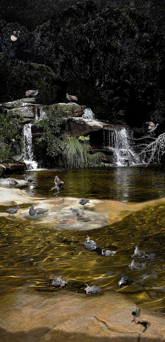 The Yabby Ponds (2017)>